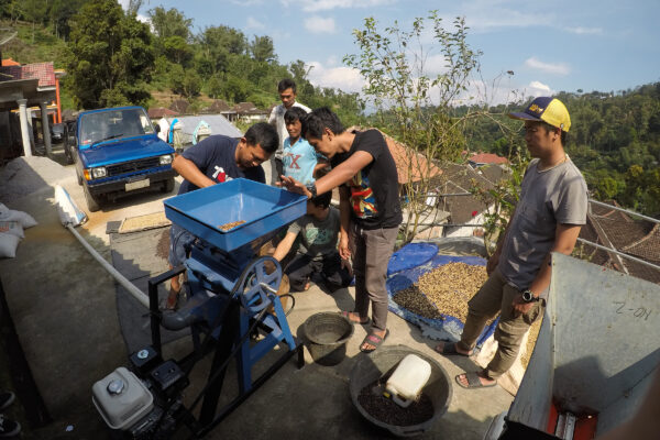 Paket Tour Edukasi Budidaya & Pengolahan Kopi Dieng Wonosobo